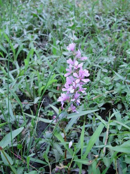 Lythrum salicaria